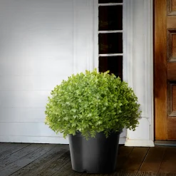 National Tree Company 13 in. Globe Japanese Holly Bush topiary in a Dark Green Round Growers Pot