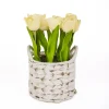 National Tree Company 10 in. Spring Light Yellow Tulip Bouquet in White Basket