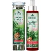 National Tree Company Scentsicles 6pc Stick and Spray White Winter Fir - 2 Pack